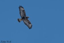 20250222-RD5_9750-Edit.jpg