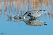 GBHSeriesFishSM-45.jpg
