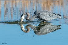 GBHSeriesFishSM-46.jpg