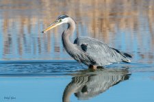 GBHSeriesFishSM-47.jpg