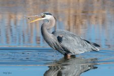 GBHSeriesFishSM-48.jpg