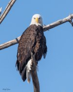 EagleEyes-44.jpg