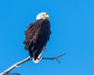 EagleWindblown-44.jpg