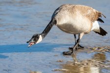 GooseUnhappy-44.jpg