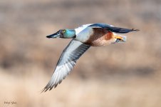 ShovelerFlight-44.jpg