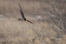 20250222-RD5_9840-Edit-Edit.jpg