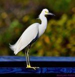 DSC_3535_001.JPG