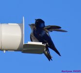 DSC_3551_001.JPG