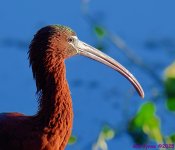 DSC_3621_001.JPG