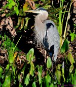 DSC_3638_001.JPG