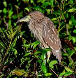 DSC_3631_001.JPG