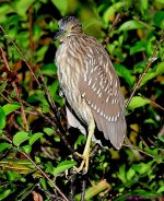 DSC_3635_001.JPG