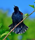 DSC_3666_001.JPG