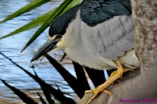 DSC_3689_001.JPG