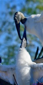 DSC_3690_001.JPG