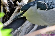 DSC_3708_001.JPG