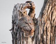 OwlMom-44.jpg