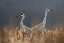 Sandhill Crane220211-.jpg
