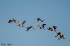 Sandhill Crane230212-.jpg