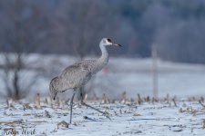 Sandhill Crane250221-.jpg