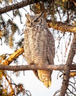 OwlDad-45.jpg