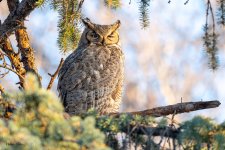 OwlDad-47.jpg