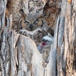 OwlSleepyBaby-45.jpg