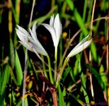 DSC_3785_001.JPG