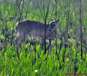 DSC_3789_001.JPG
