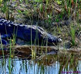 DSC_3799_001.JPG