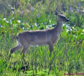 DSC_3800_001.JPG