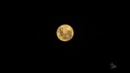 IMG_9786.jpeg