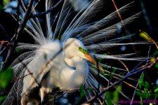 DSC_3846_001.JPG
