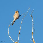 Shrike-46.jpg