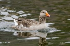 Goose at the lake 3_2025 sm.jpg