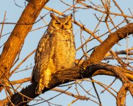 OwlDadDawn-46.jpg