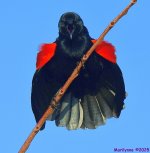 DSC_3921_001.JPG