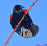 DSC_3924_001.JPG