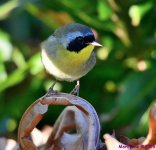 DSC_4016_001.JPG