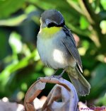 DSC_4041_001.JPG