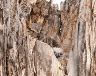 OwlMomBabyWind-46.jpg