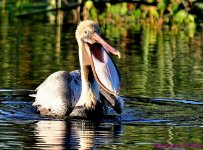 DSC_4138_001.JPG