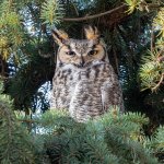 OwlDadWindy-46.jpg