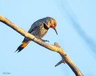 Flicker-46.jpg
