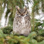 OwlDadPerched-47.jpg