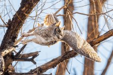 OwlDadTakeoff-48.jpg
