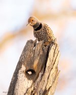 Flicker-49.jpg
