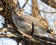 OwlDadWind-49.jpg