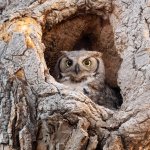 OwlMomNest-49.jpg