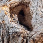 OwlMomNest-50.jpg